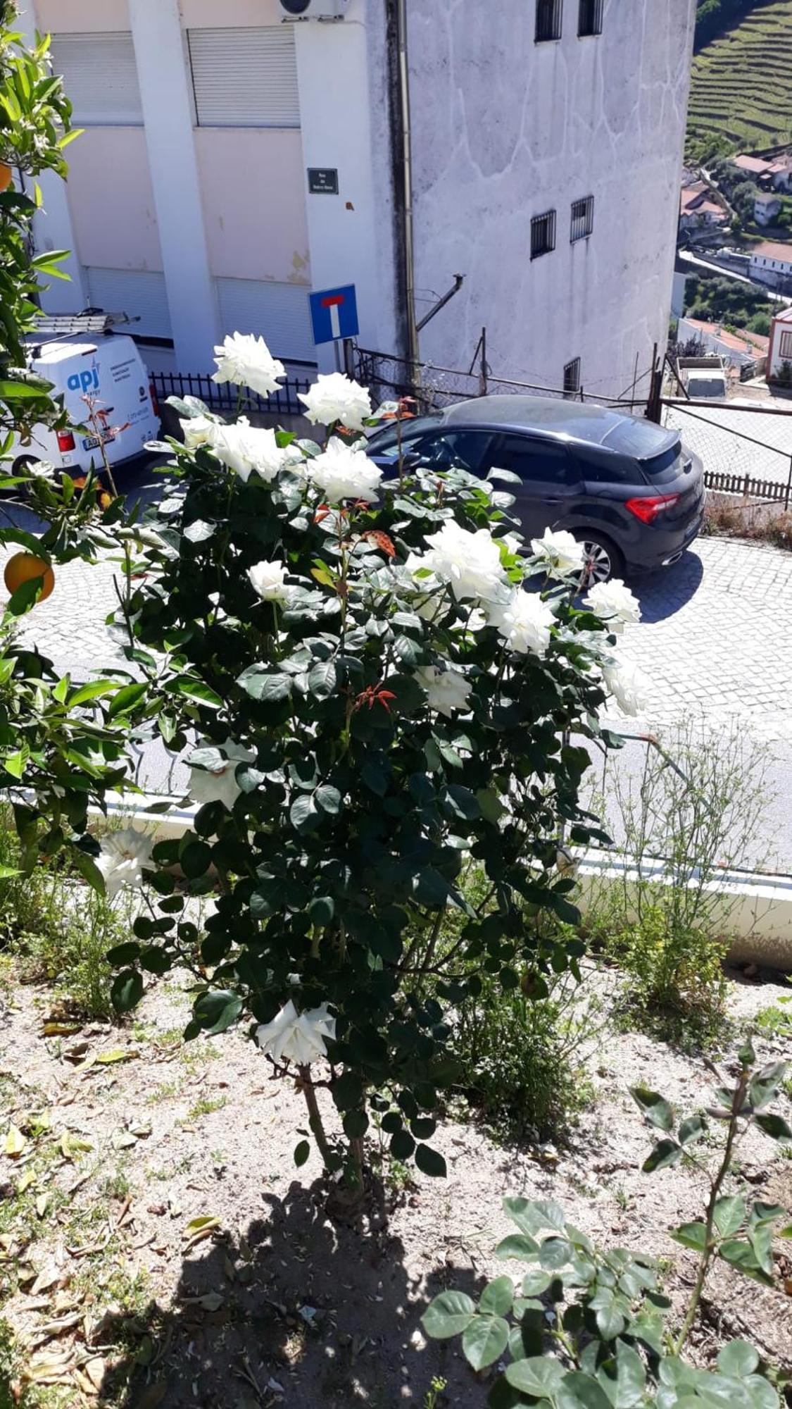 Casa Das Laranjeiras Pinhão Εξωτερικό φωτογραφία